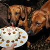 Happy Birthday to me, happy birthday to meeeee!