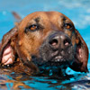 Von wegen Ridgebacks mögen kein Wasser... *g*