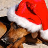 Weihnachten... bescheuerte Fotos mit bescheuerten Mützen! Wie peinlich!