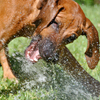 Wie gesagt... ich liebe Wasser, solange es nicht von oben kommt und der Rasensprinkler ist eine willkommene Abkühlung bei dieser Hitze... ;)