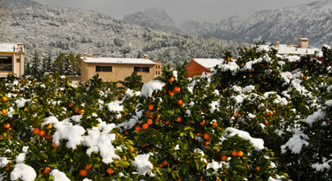 Sóller ist bekannt für die leckeren naturbelassenen Orangen- und Zitronen!