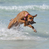 Ich hab gehört Ridgeback´s mögen kein Wasser... das halte ich für ein Gerücht!