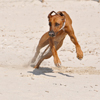 Was gibt´s schöneres als toben am Strand!?