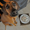 Heute ist mein 3. Geburtstag, eine leckerschlecker Hundegeburtstagstorte steht vor meiner Schnautze und Fraudi findet anscheinend den Auslöseknopf der Kamera nicht... nun mach schon... drück ab!! Darf ich jetzt!???