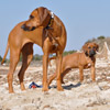 Zwei Hübsche am Strand....